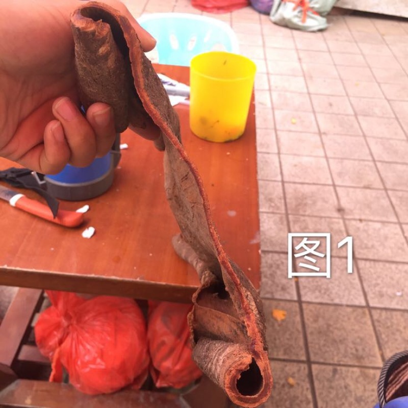 紫油桂散装一级