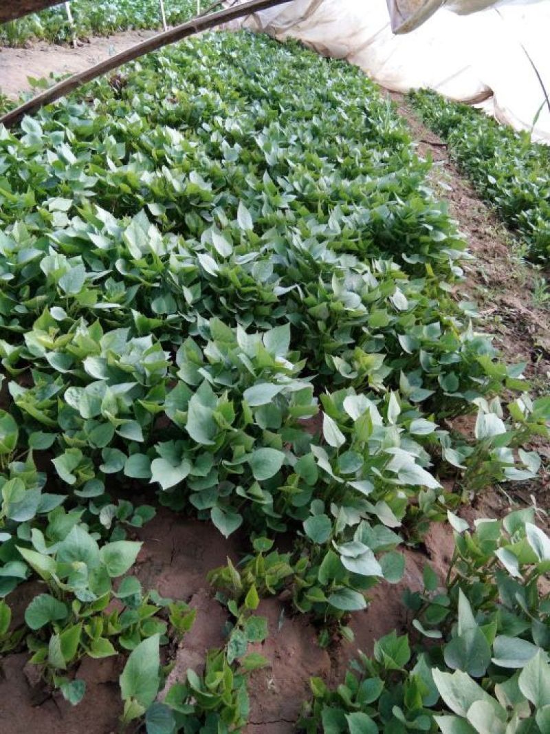 龙薯九号红薯苗15~25cm高成活，量大从优基地直发
