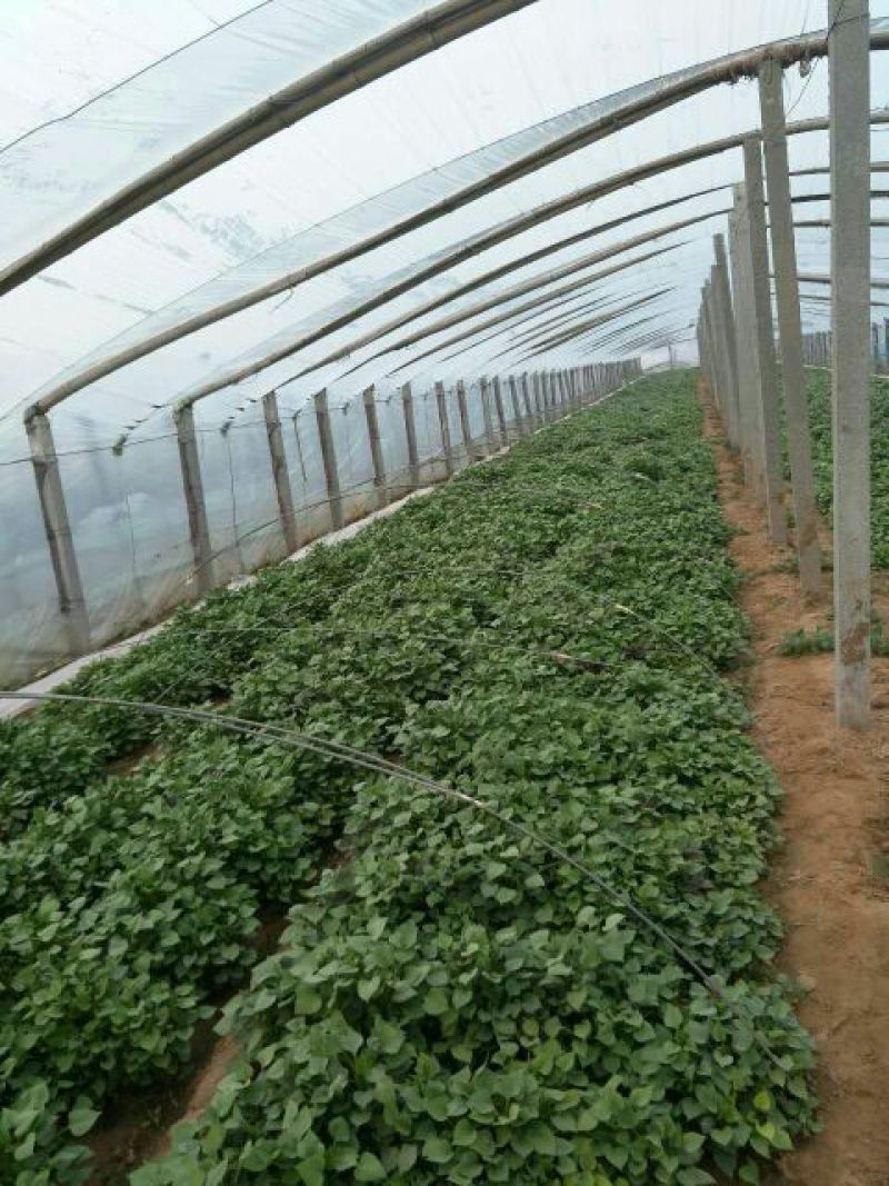龙薯九号红薯苗15~25cm高成活，量大从优基地直发