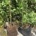 蓝莓苗2年以上50~80cm