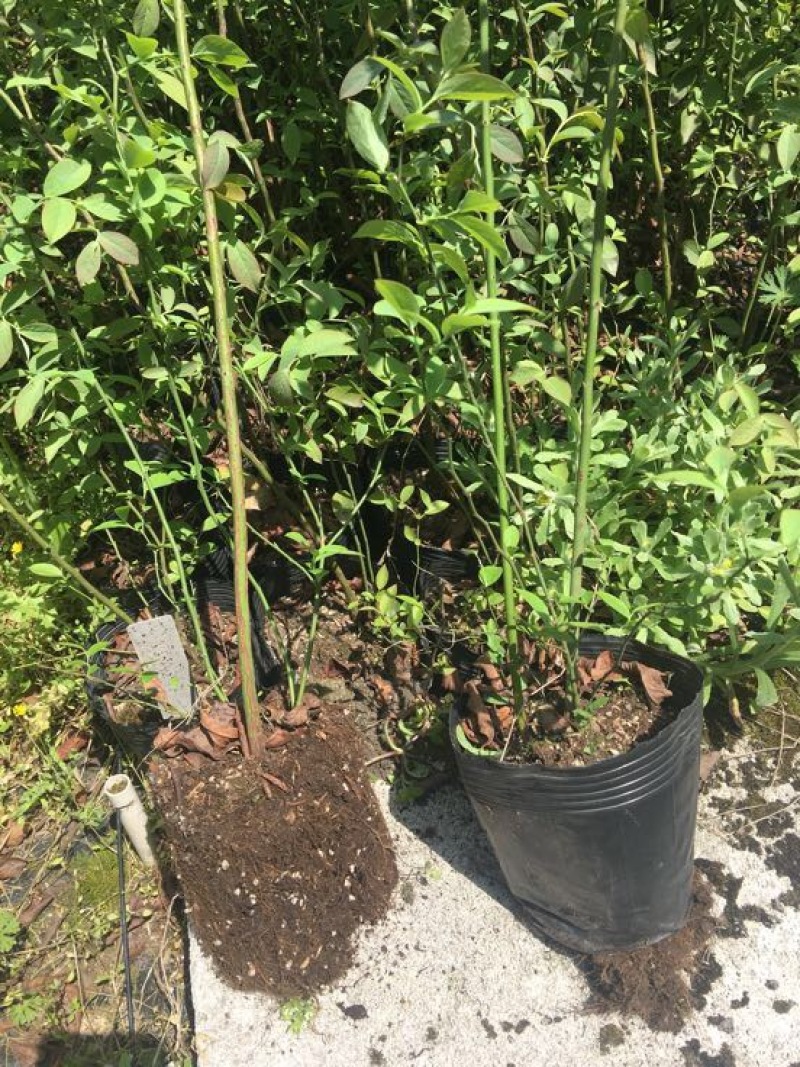 蓝莓苗2年以上50~80cm