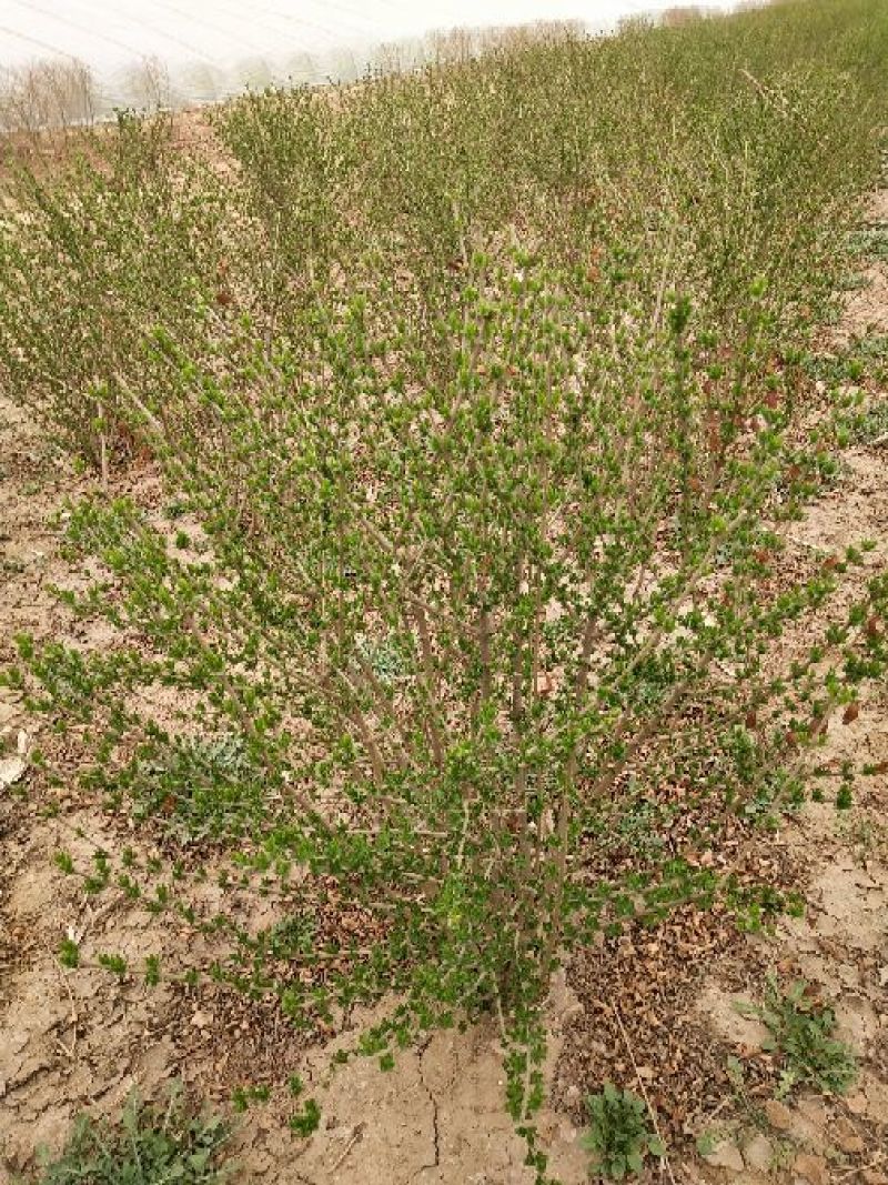 水蜡球50~80cm