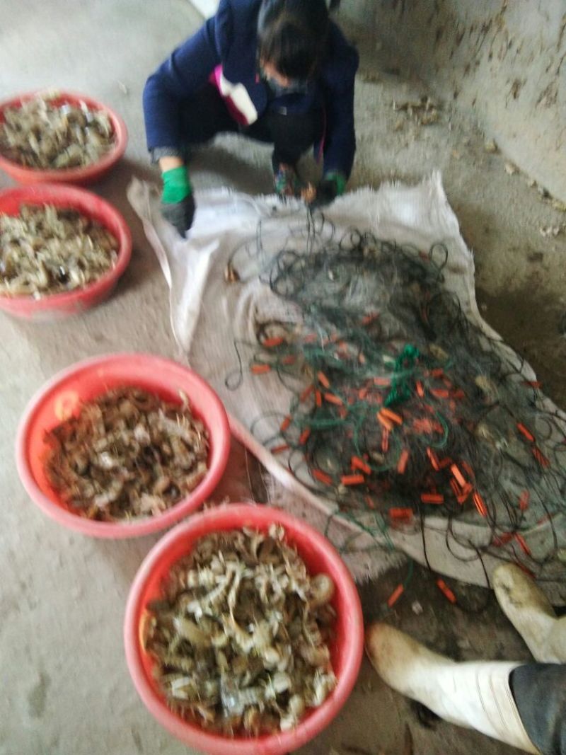 皮皮虾活虾