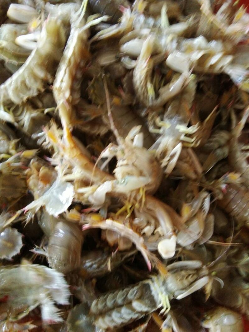 皮皮虾活虾