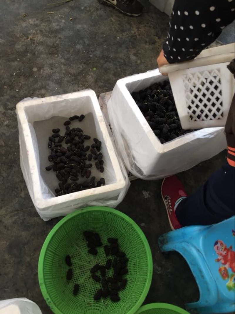 广东桑葚桑果大量代办代发