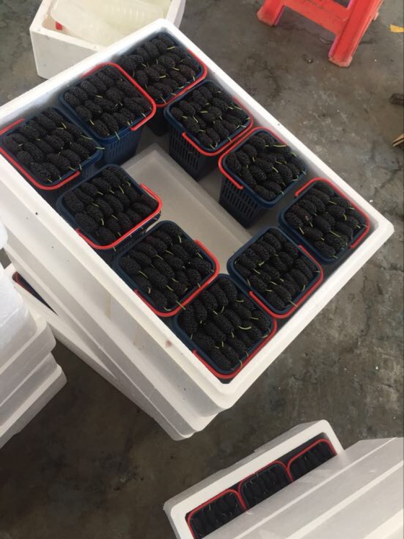 广东桑葚桑果大量代办代发