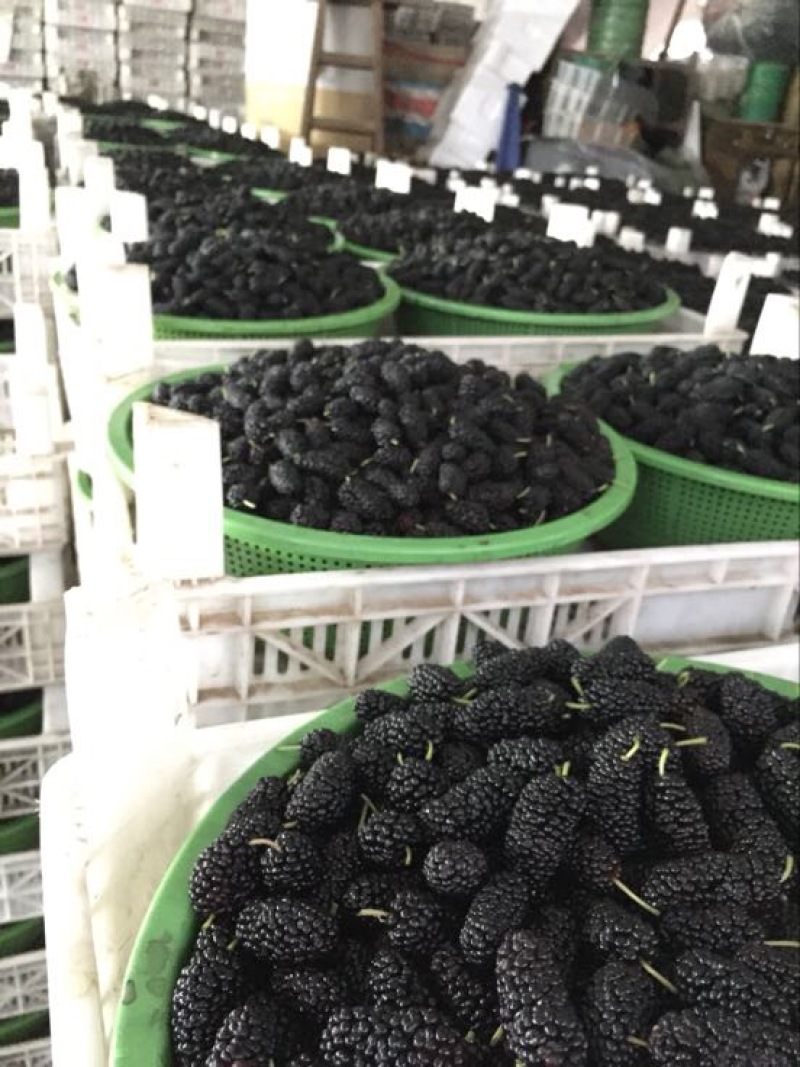 广东桑葚桑果大量代办代发