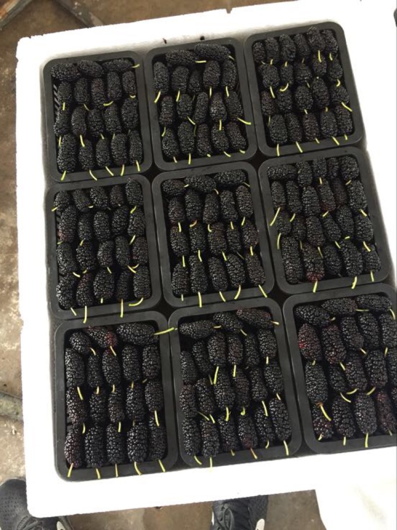 广东桑葚桑果大量代办代发