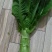 攀枝花莴笋