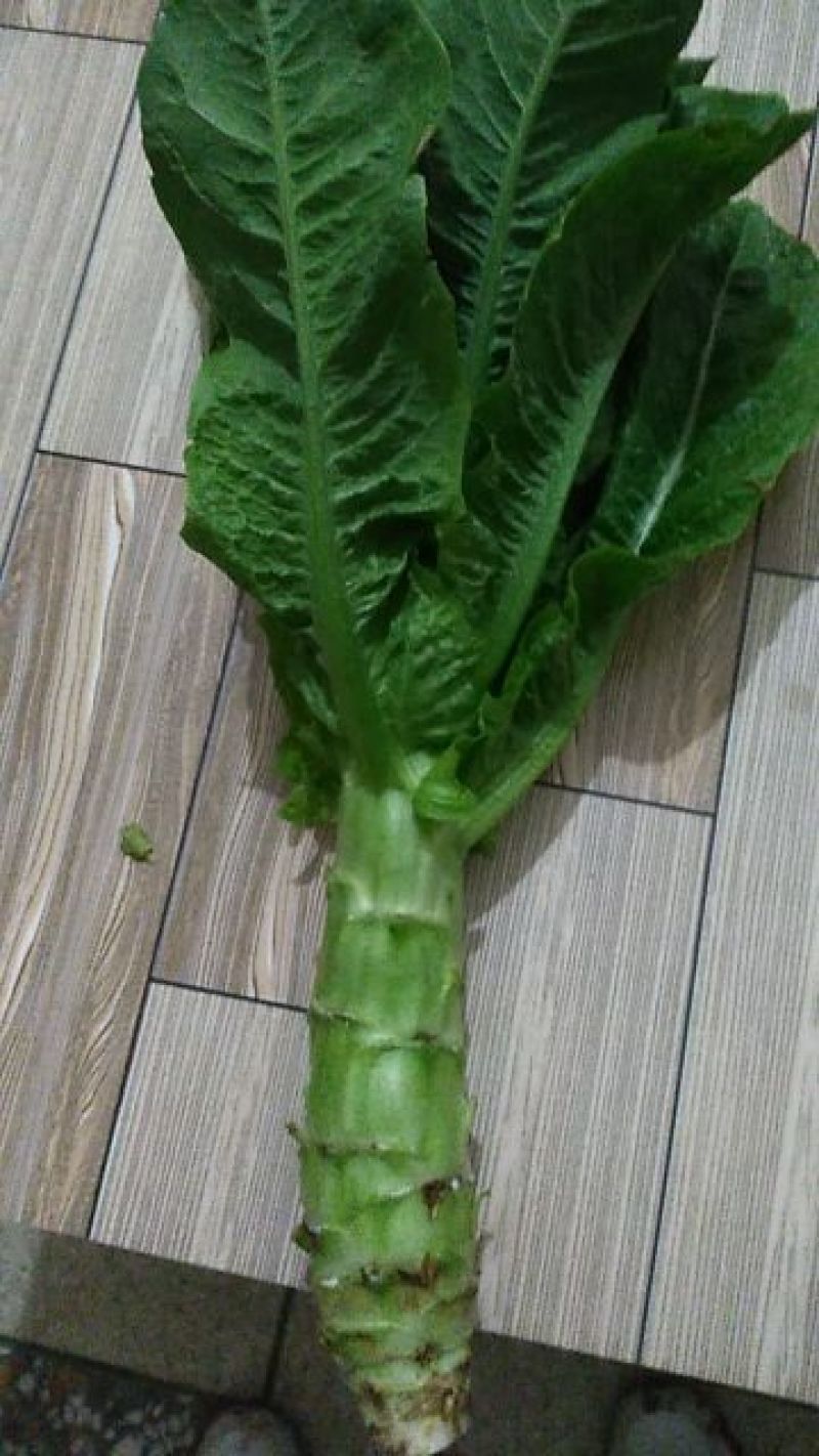 攀枝花莴笋