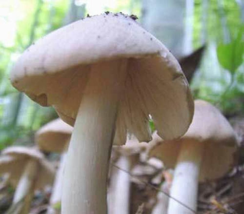 黑皮鸡枞