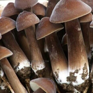 黑皮鸡枞
