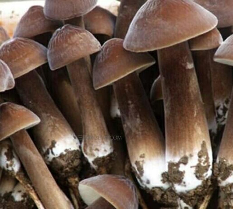 黑皮鸡枞