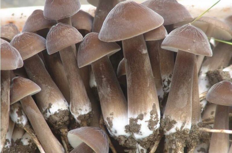 黑皮鸡枞