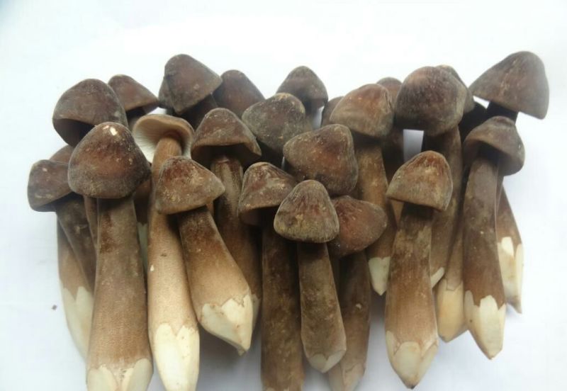 黑皮鸡枞