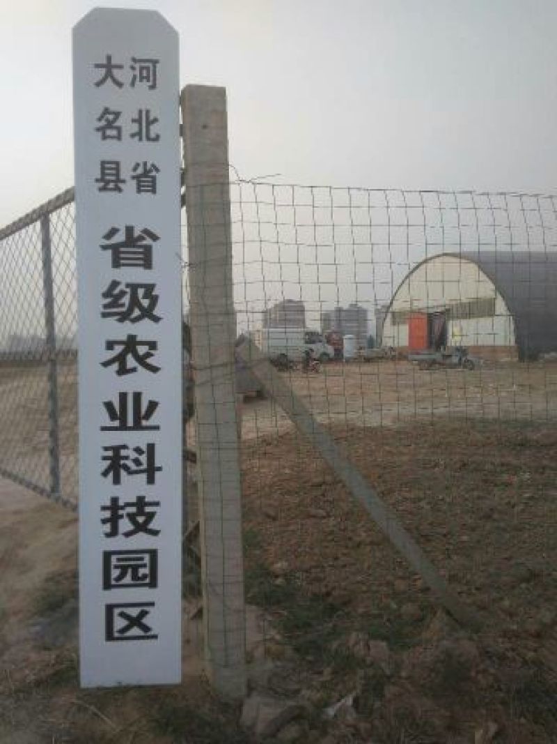 黑皮鸡枞