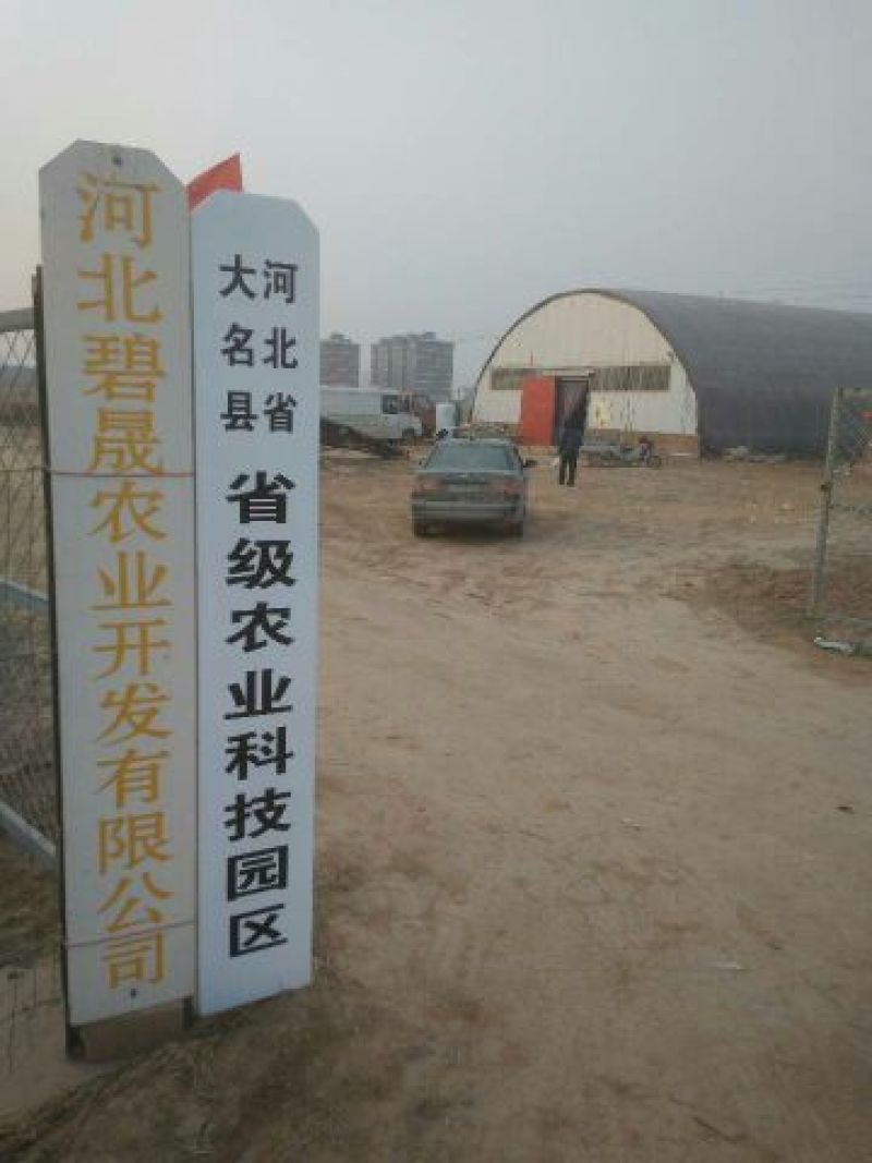 黑皮鸡枞