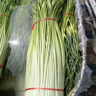 蒜薹通货60~70cm
