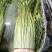 蒜薹通货60~70cm