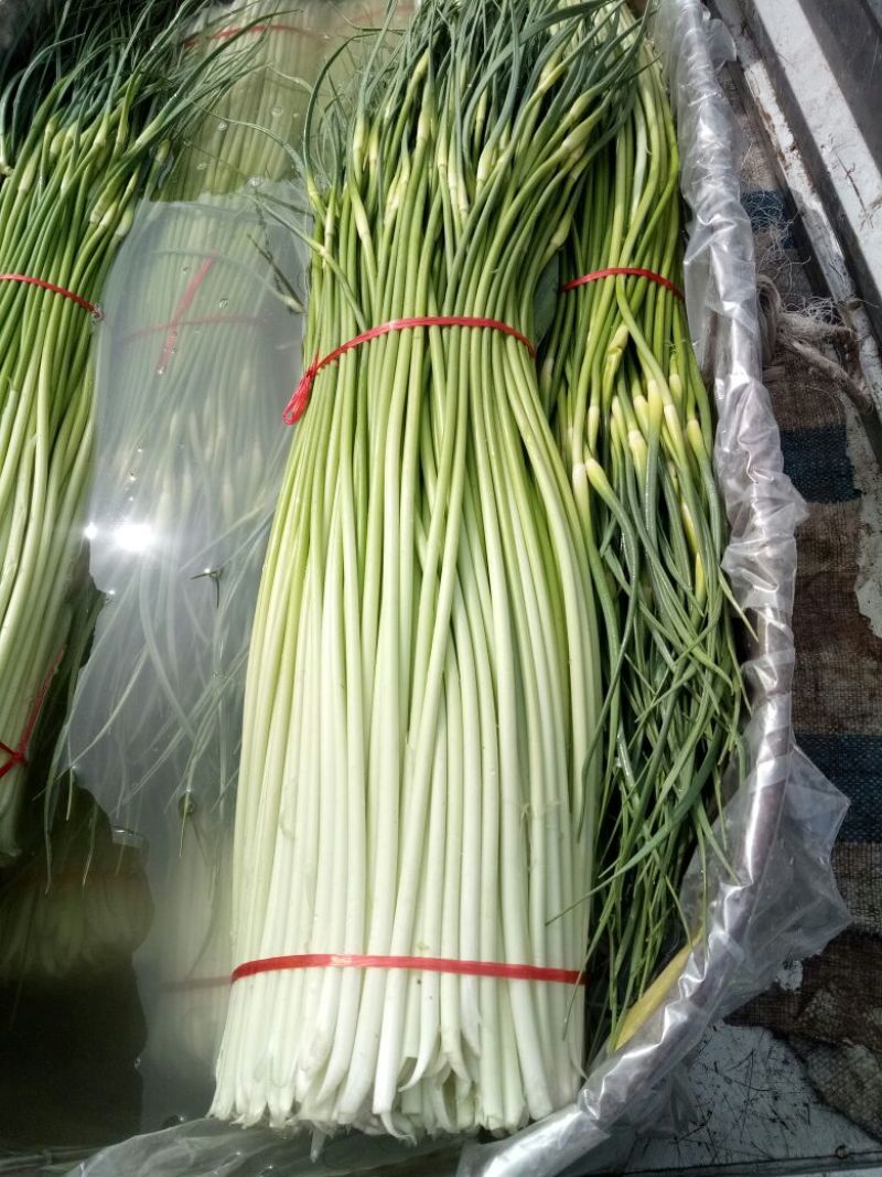 蒜薹通货60~70cm