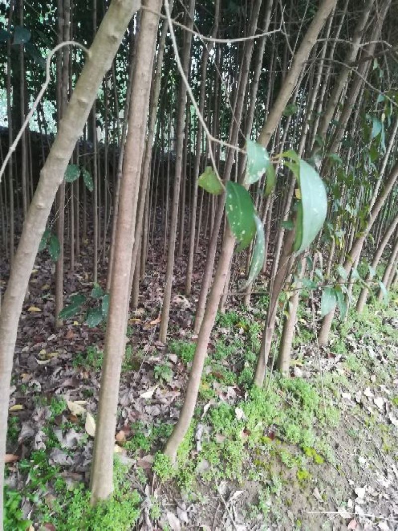 大叶女贞4cm以下