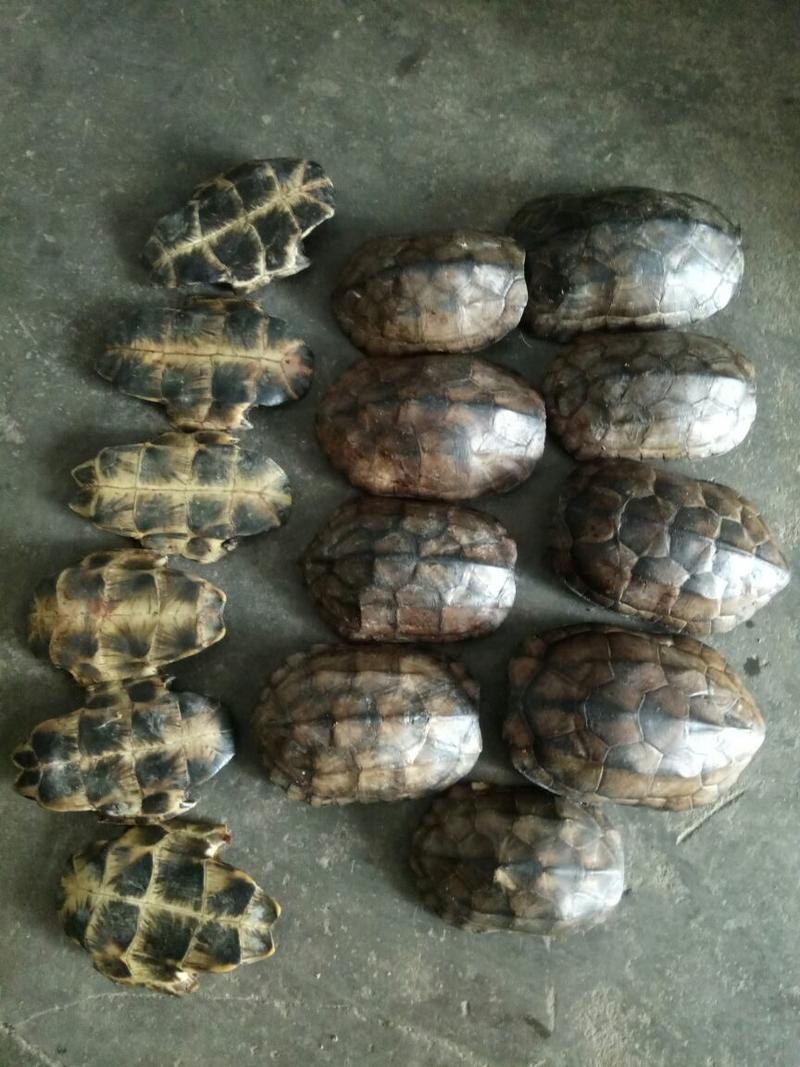龟板草龟龟板旱龟龟板中华草龟乌龟壳产地大货供应