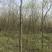 朴树4~6cm2.5~3m
