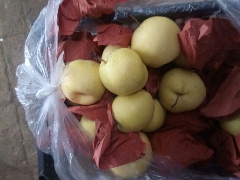 河北鸭梨货源充足价格便宜产地直发一手货源