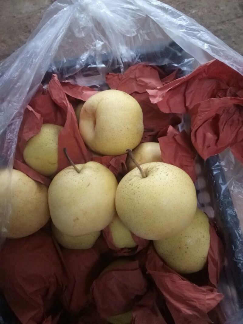 河北雪花梨货源充足价格低保证质量