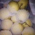 河北雪花梨货源充足价格低保证质量