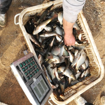 河鲤鱼鱼苗0.5公斤以下