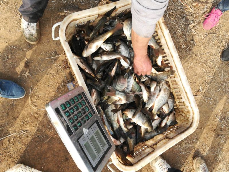 河鲤鱼鱼苗0.5公斤以下