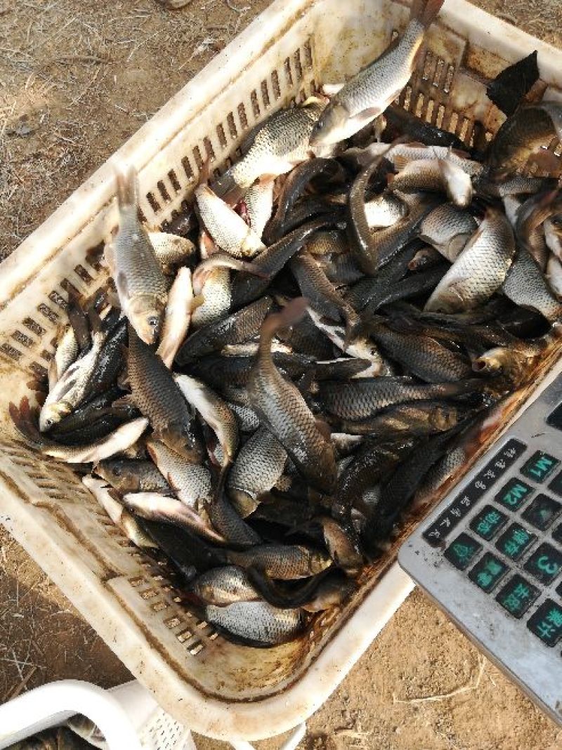 河鲤鱼鱼苗0.5公斤以下