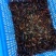 澳洲淡水小龙虾藕塘套养4-6钱（20-30克）活虾