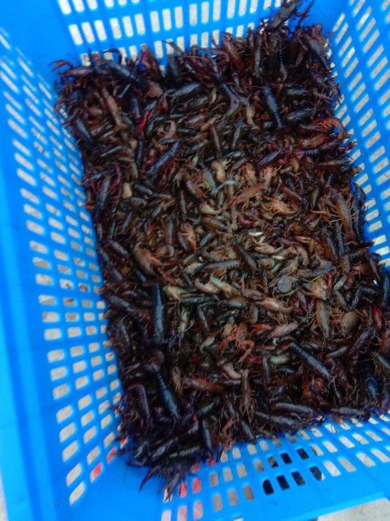 澳洲淡水小龙虾藕塘套养4-6钱（20-30克）活虾