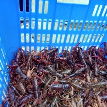 澳洲淡水小龙虾藕塘套养4-6钱（20-30克）活虾