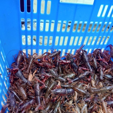 澳洲淡水小龙虾藕塘套养4-6钱（20-30克）活虾