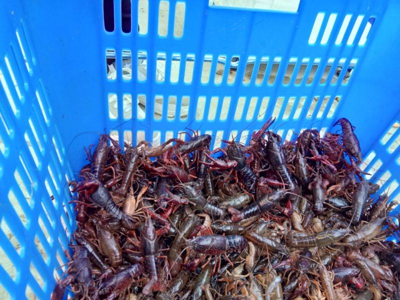 澳洲淡水小龙虾藕塘套养4-6钱（20-30克）活虾