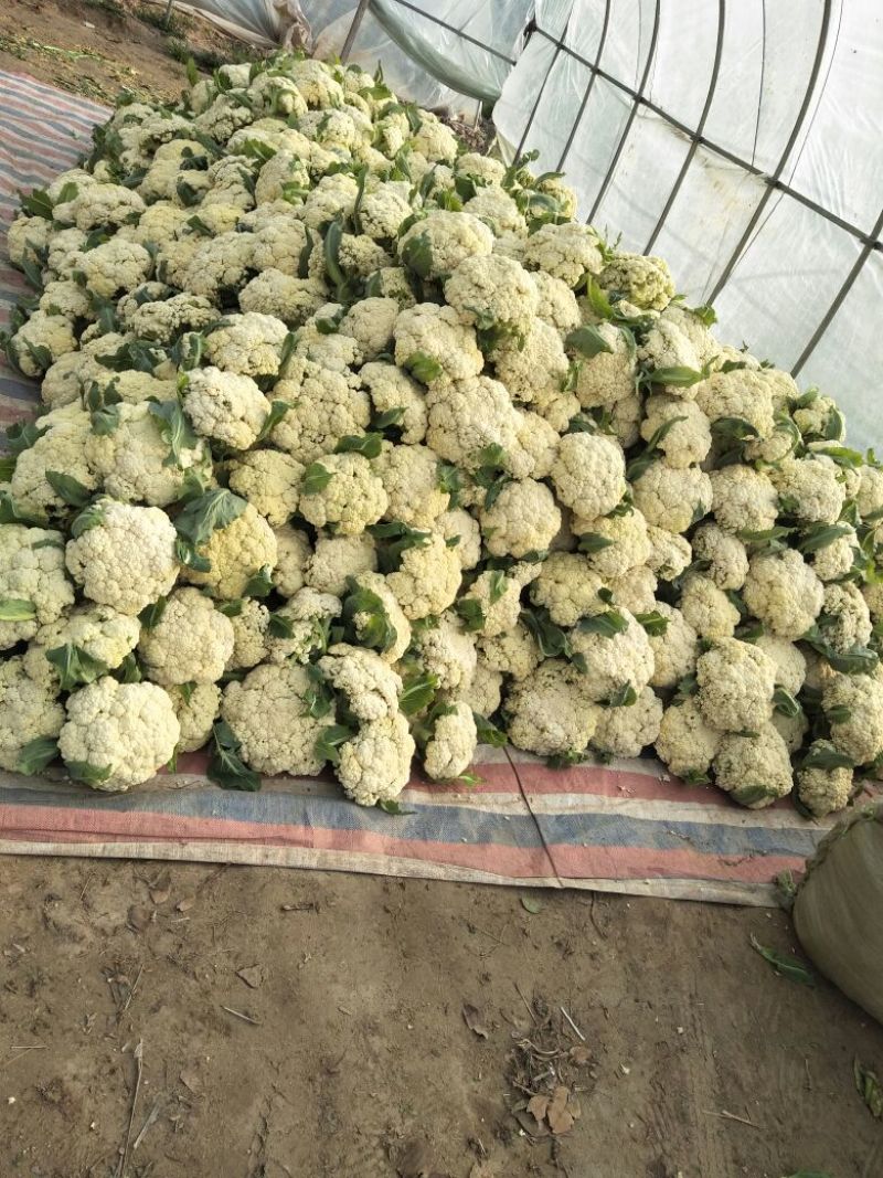 白面青梗松花菜2~3斤散花乳白