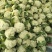 白面青梗松花菜2~3斤散花乳白