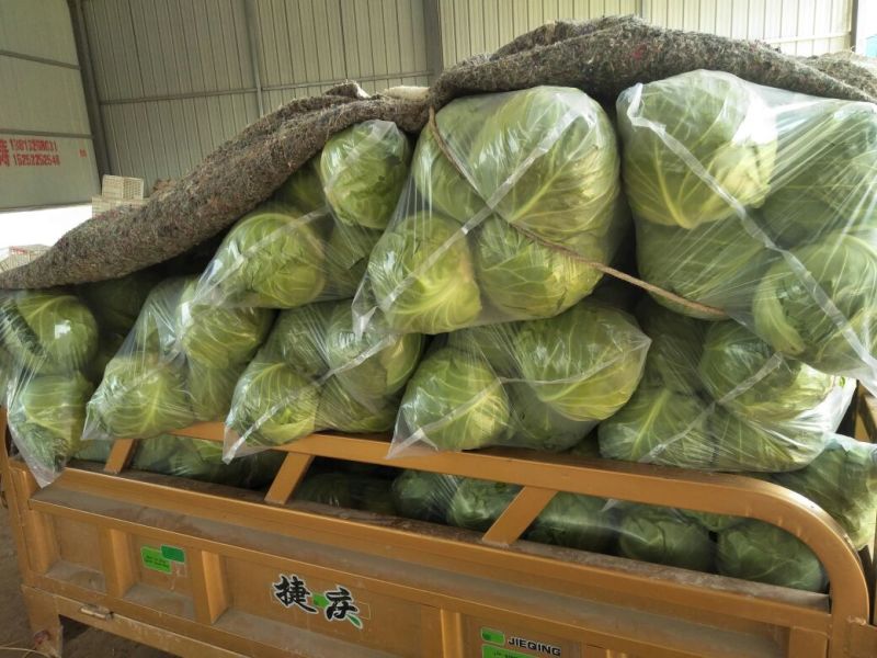 白面青梗松花菜2~3斤散花乳白