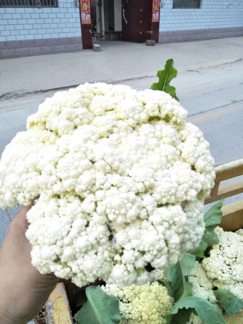 白面青梗松花菜2~3斤散花乳白