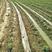 广西黑皮甘蔗苗4--7芽适合北方种植品种包技术指导