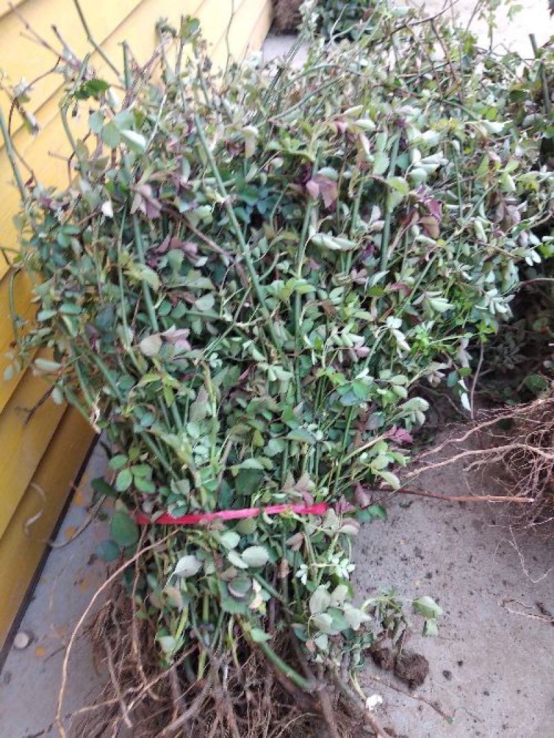 蔷薇花蔷薇花爬藤蔷薇花爬墙开花浓香型庭院室内花，白粉红