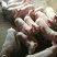 精品三元仔猪猪场挑选免费送猪健康第一防疫检疫齐全