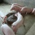 精品三元仔猪猪场挑选免费送猪健康第一防疫检疫齐全