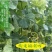 花蕾甜瓜1斤以上精品
