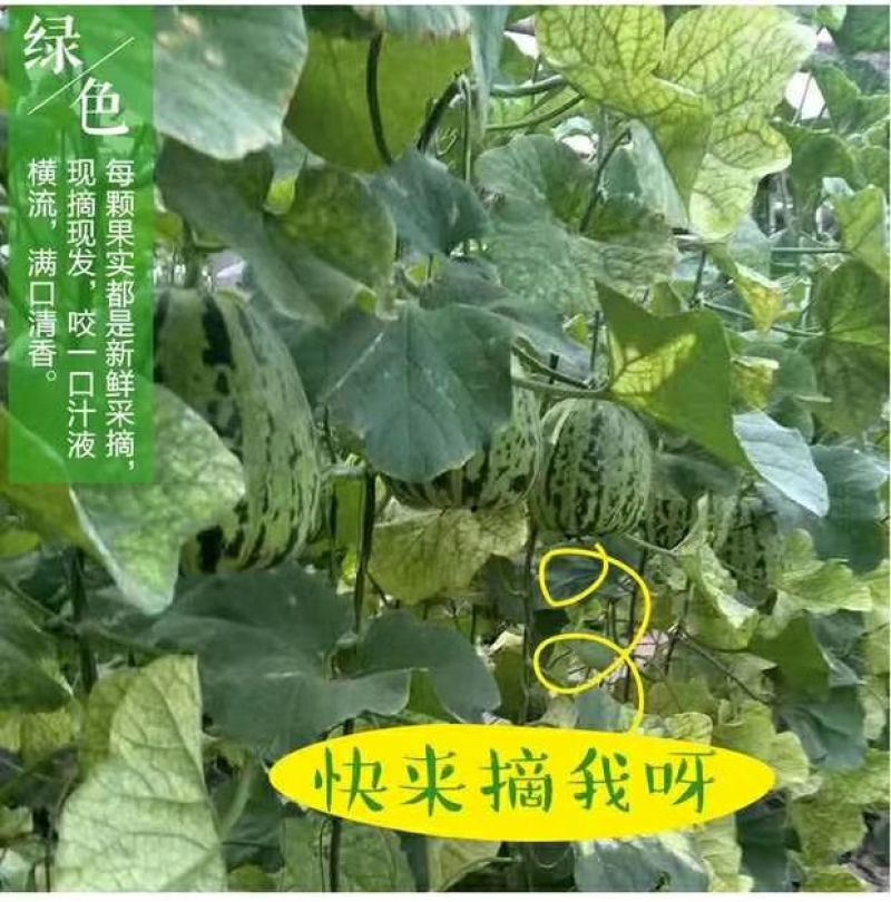 花蕾甜瓜1斤以上精品