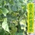 花蕾甜瓜1斤以上精品