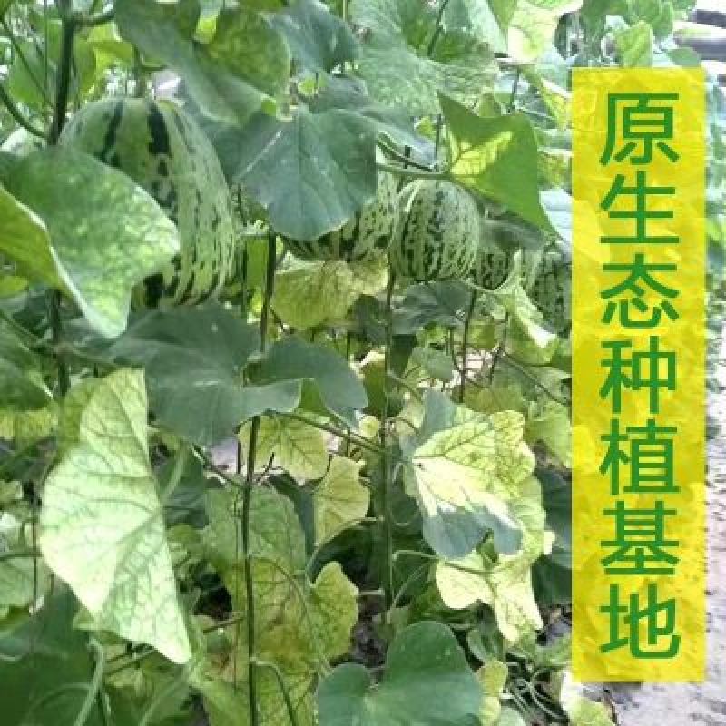 花蕾甜瓜1斤以上精品
